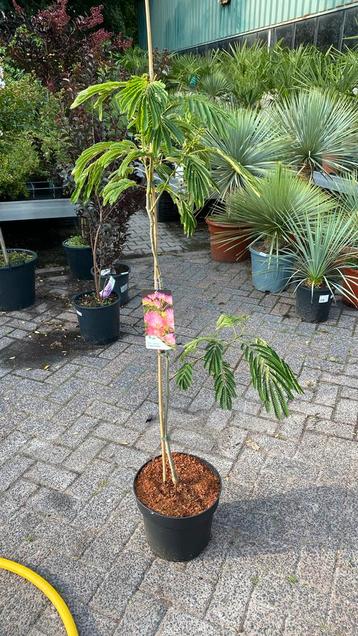 Perzische slaapboom ‘ tropical dream’ beschikbaar voor biedingen
