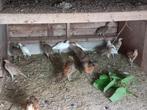 Bosfazanten, Dieren en Toebehoren, Pluimvee, Meerdere dieren, Overige soorten