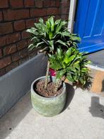 Dracaena drakenbloedboom kamerplant inclusief pot, Ophalen, Overige soorten, Minder dan 100 cm