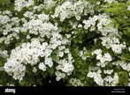 Rosa multiflora planten, Ophalen of Verzenden, Overige soorten, Minder dan 100 cm