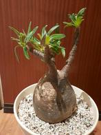 Pachypodium gracilius, caudex, succulent, plant, Verzenden, Overige soorten, Minder dan 100 cm