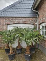 MOOIE DIKKE GOED GEWORTELDE WINTERHARDE TRACHYCARPUS PALMEN., In pot, Halfschaduw, Ophalen of Verzenden, Minder dan 100 cm