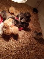 Kuikens te koop van Orpington Groot en Wyandotte Groot, Dieren en Toebehoren, Pluimvee, Meerdere dieren, Kip