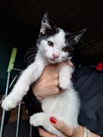 kittens gevaccineerd, Meerdere dieren