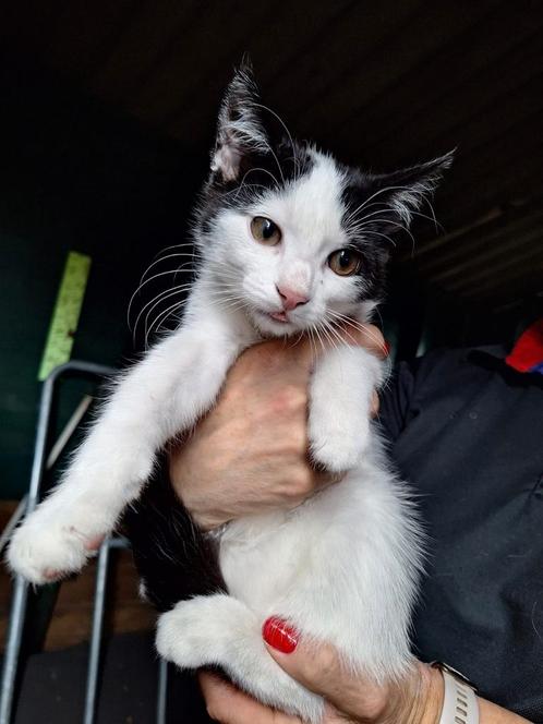kittens gevaccineerd, Dieren en Toebehoren, Katten en Kittens | Overige Katten, Meerdere dieren