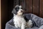 Maltipoo pups, Nederland, Overige rassen, CDV (hondenziekte), 8 tot 15 weken