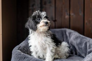 Maltipoo pups  beschikbaar voor biedingen