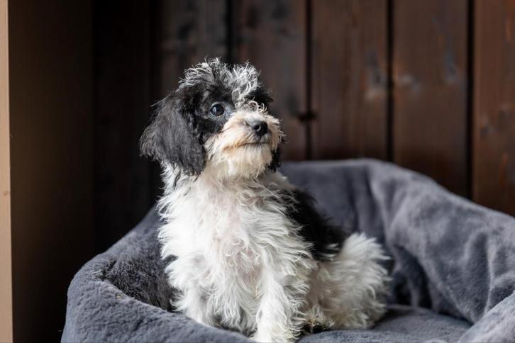 Maltipoo pups, Dieren en Toebehoren, Honden | Chihuahua's en Gezelschapshonden, Meerdere dieren, Overige rassen, Fokker | Professioneel