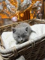 Britse korthaar Kittens, Dieren en Toebehoren, Katten en Kittens | Overige Katten, Meerdere dieren, 0 tot 2 jaar