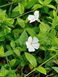 Vinca minor Elisa, kleine maagdenpalm. Bodembedekker planten, Tuin en Terras, Planten | Tuinplanten, Vaste plant, Bodembedekkers