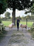 Uniek palomino spannetje mini pony’s, Dieren en Toebehoren, Pony's, Meerdere dieren, A pony (tot 1.17m), 3 tot 6 jaar