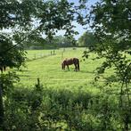 Weiland te huur of te koop gezocht, Dieren en Toebehoren, Stalling en Weidegang