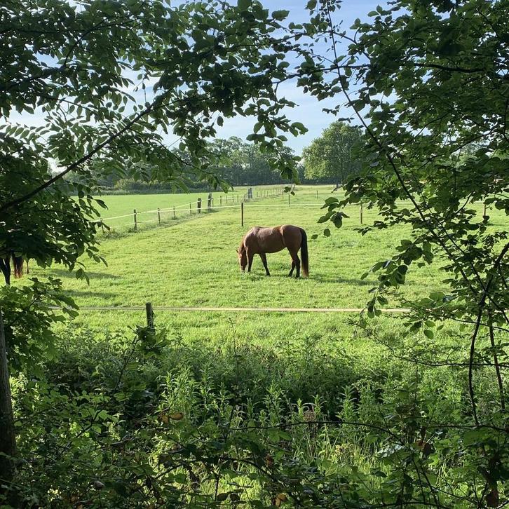 Weiland te huur of te koop gezocht, Dieren en Toebehoren, Stalling en Weidegang