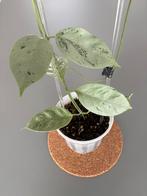 Hoya coriacea Silver, Huis en Inrichting, Ophalen of Verzenden, Overige soorten, Minder dan 100 cm
