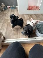 Knapste chihuahua pups! MOGEN HET NEST VERLATEN!❤️, Dieren en Toebehoren, CDV (hondenziekte), 8 tot 15 weken, Meerdere, Meerdere dieren