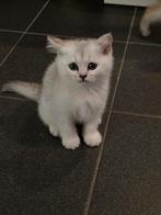 Mooie raszuivere Britse korthaartjes, Dieren en Toebehoren, Katten en Kittens | Raskatten | Korthaar, Ontwormd