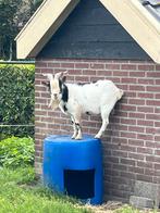 dwergbok, Dieren en Toebehoren, Schapen, Geiten en Varkens, Mannelijk, Geit, 0 tot 2 jaar