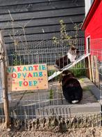 Vakantieopvang voor konijnen en cavia’s!, Dieren en Toebehoren, Ophalen of Verzenden, Verzorging