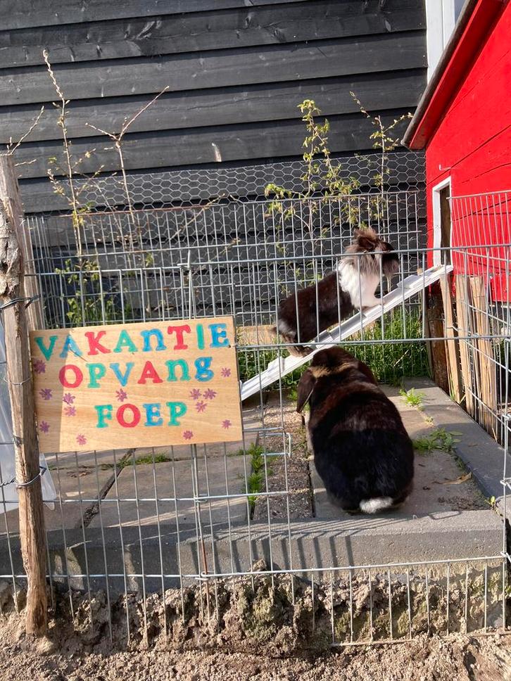 Vakantieopvang voor konijnen en cavia’s!, Dieren en Toebehoren, Knaagdieren en Konijnen | Toebehoren, Verzorging, Ophalen of Verzenden