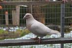 Postduiven kleurpostduiven, Dieren en Toebehoren, Vogels | Duiven, Vrouwelijk, Postduif
