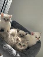 Britse korthaar kittens MOGEN VERHUIZEN, Dieren en Toebehoren, Katten en Kittens | Raskatten | Korthaar, Meerdere dieren, Ontwormd