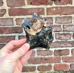 Steppewisent wervel Noordzee, Verzamelen, Mineralen en Fossielen, Ophalen of Verzenden, Fossiel