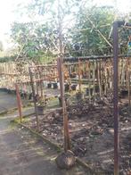 Photinia fras. Red Robin als leiboom op 150 cm, Tuin en Terras, Leiboom, 250 tot 400 cm, Zomer, Ophalen