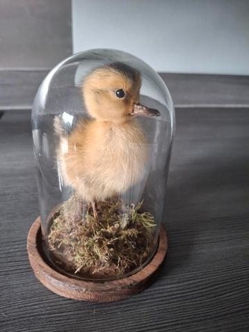 Kuikentje opgezet taxidermie geprepareerd beschikbaar voor biedingen