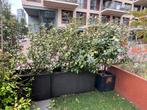 Olijfwilg haag in zwarte kunststof plantenbakken, Ophalen, Gebruikt, 100 cm of meer, Balkon