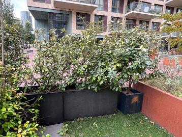 Olijfwilg haag in zwarte kunststof plantenbakken beschikbaar voor biedingen
