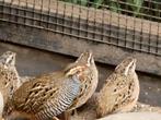 Jungle bush kwartel haan te koop, Dieren en Toebehoren, Vogels | Overige Vogels, Mannelijk, Tropenvogel