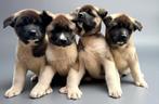 Amerikaanse Akita Puppies van Topklasse – Reserveren kan nu!, Fokker | Hobbymatig, Rabiës (hondsdolheid), Overige rassen, 8 tot 15 weken