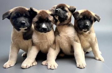 Amerikaanse Akita Puppies van Topklasse – Reserveren kan nu! beschikbaar voor biedingen