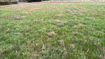 Gratis te maaien gras laatste snede!! beschikbaar voor biedingen