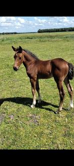 Veulen, Dieren en Toebehoren, Paarden, Met stamboom, Springpaard, Minder dan 160 cm, 0 tot 2 jaar