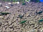 Green Hulk Garnalen – Neocaridina denticulata, Dieren en Toebehoren, Vissen | Aquariumvissen, Kreeft, Krab of Garnaal, Zoetwatervis