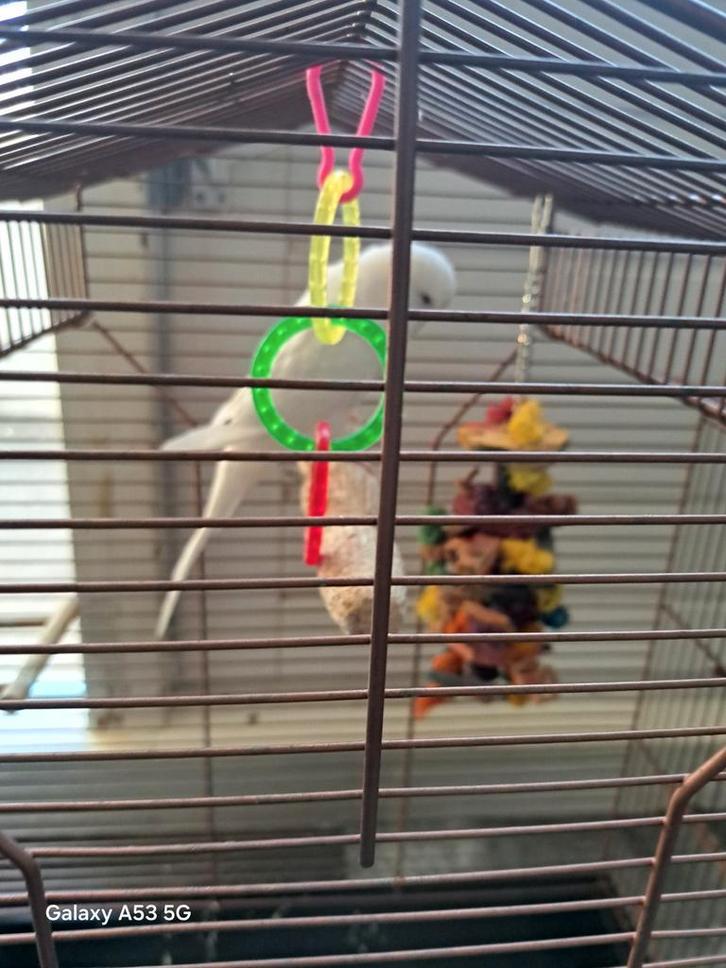 Wit parkiet wijnig te vinden 75 euro, Dieren en Toebehoren, Vogels | Parkieten en Papegaaien, Parkiet, Mannelijk