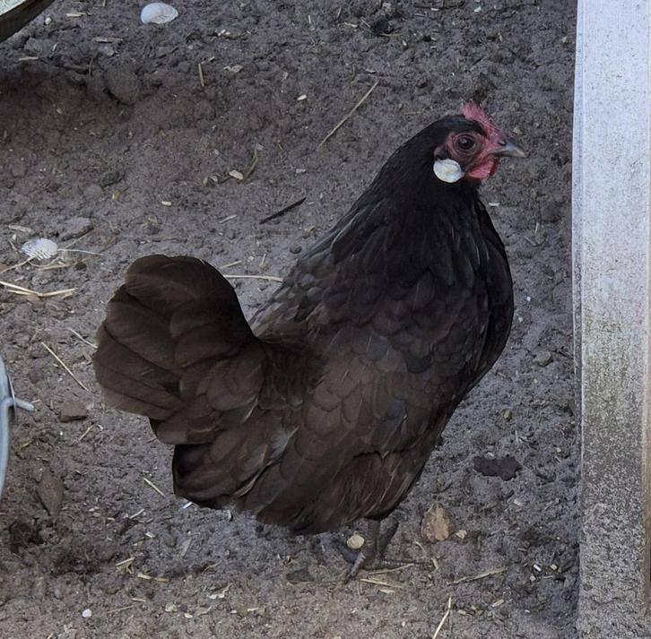 Leuke, vitale, zwarte Hollandse kriel hen, Dieren en Toebehoren, Pluimvee, Kip, Vrouwelijk