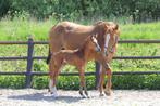 TE KOOP HENGSTVEULEN VAN CARRERA VDL, Dieren en Toebehoren, Paarden, Springpaard, Minder dan 160 cm, Niet van toepassing, 0 tot 2 jaar