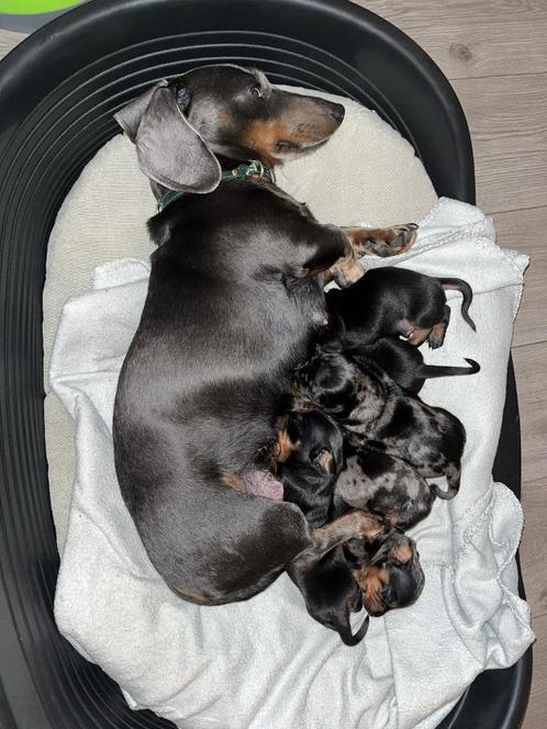 De Koop Teckel, Dieren en Toebehoren, Honden | Teckels en Dashonden, Reu, Korthaar, Dwerg, Particulier, Meerdere, Nederland, 8 tot 15 weken
