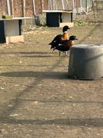 Gevraagd: Australische casarca, Dieren en Toebehoren, Pluimvee, Vrouwelijk, Gans of Zwaan