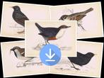 49 downloads van vogelgravures, Morris, 1860, Antiek en Kunst, Kunst | Etsen en Gravures, Ophalen of Verzenden