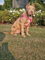American bully xl teefje, Dieren en Toebehoren, Honden | Bulldogs, Pinschers en Molossers, Rabiës (hondsdolheid), Overige rassen