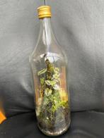 Ecosysteem- terrarium - klein tuintje - flessentuin, Huis en Inrichting, Kamerplanten, Ophalen, Halfschaduw, Minder dan 100 cm