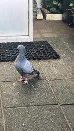Duif te koop, Dieren en Toebehoren, Vogels | Duiven, Vrouwelijk