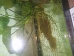 Jonge maanvissen eige kweek, Dieren en Toebehoren, Vis, Zoetwatervis, Schoolvis