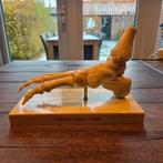 Model van de botten van de rechter voet en enkel #239, Ophalen of Verzenden, Gebruikt