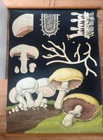 Oude originele schoolpaat Champignons 115 x 90, Ophalen, Canvas of Doek, Dier of Natuur, Rechthoekig Staand