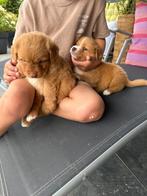 Nova scotia duck tolling retriever, Dieren en Toebehoren, Honden | Retrievers, Spaniëls en Waterhonden, Nederland, 8 tot 15 weken