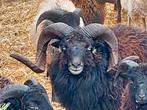 Ouessant stamboek ram van 4 jaar zwart, Slang, 0 tot 2 jaar